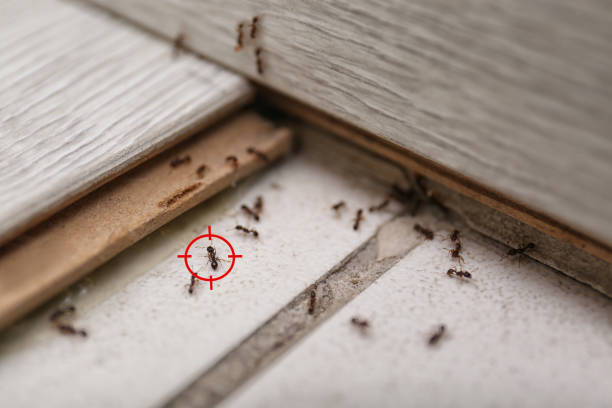 Forsyth, MT Pest Control Company