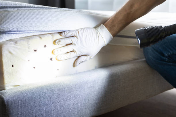 Best Affordable Pest Control Services  in Forsyth, MT